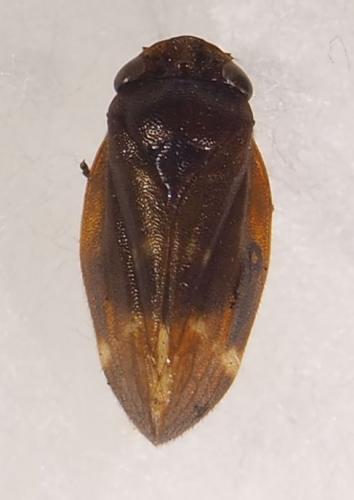Tomaspisinella caligata